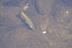 Pseudochondrostoma duriense