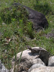 Laudakia tuberculata