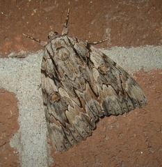 Catocala subnata