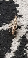 Chorthippus brunneus