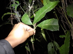 Tetrastigma mutabile