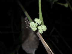 Tetrastigma mutabile