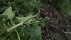 Empusa