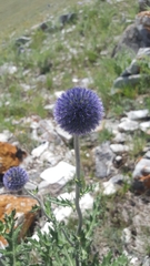 Echinops latifolius
