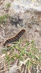 Eriogaster arbusculae