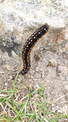 Eriogaster arbusculae