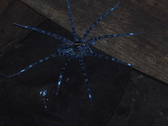 Dolomedes mizhoanus