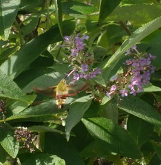 Hemaris fuciformis