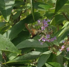 Hemaris fuciformis