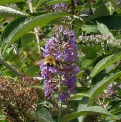 Hemaris fuciformis