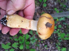 Cortinarius triumphans