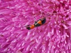 Dicranolaius bellulus