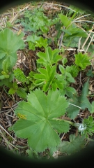 Alchemilla changaica