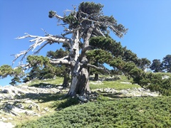 Pinus heldreichii