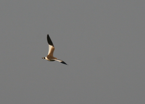Avefría sociable (Vanellus gregarius)