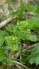 Alchemilla changaica