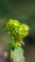 Alchemilla changaica