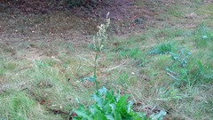 Rumex confertus