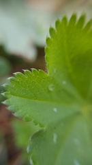 Alchemilla changaica