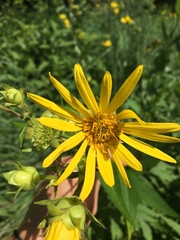 Silphium integrifolium