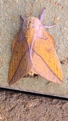 Syssphinx bisecta