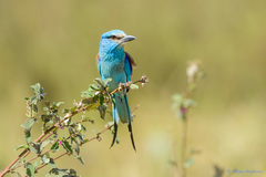 Coracias abyssinicus