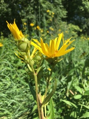 Silphium integrifolium