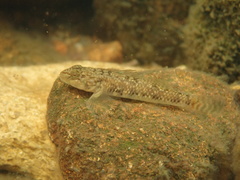 Rhinogobius leavelli