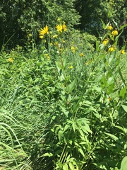 Silphium integrifolium