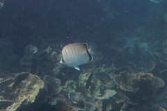 Chaetodon assarius