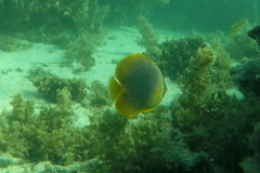 Chaetodon aureofasciatus