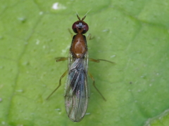 Chamaepsila