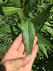 Silphium integrifolium
