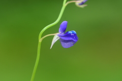 Utricularia reticulata
