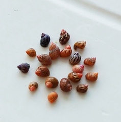 Tricolia pullus