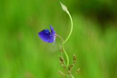 Utricularia reticulata