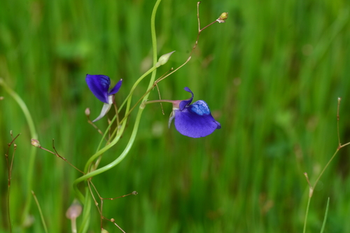 Image of Utricularia reticulata by no rights reserved