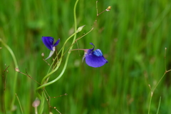 Utricularia reticulata