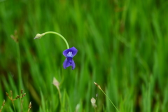 Utricularia reticulata