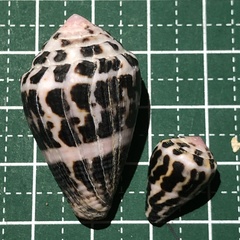 Conus chaldaeus