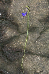 Utricularia reticulata
