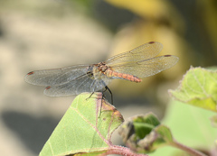 Sympetrum sanguineum
