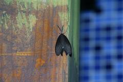 Histia flabellicornis