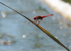 Crocothemis erythraea