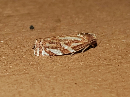 Choristoneura argentifasciata photo 4