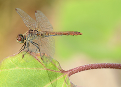 Sympetrum sanguineum