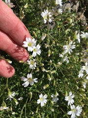 Cerastium tomentosum