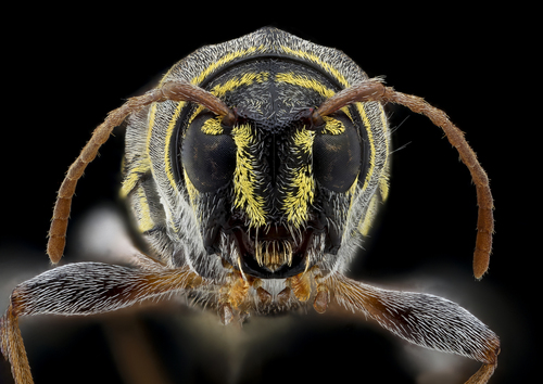 Split-necked Neoclytus photo 2