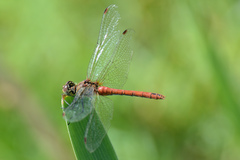 Sympetrum sanguineum