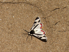 Dysschema centenaria